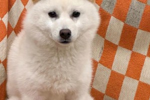 狗的月经血（探索狗的月经周期及如何关注狗的健康）