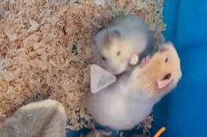 仓鼠繁殖禁忌及产后照料要点（仓鼠怀孕征兆和注意事项）