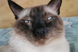 探秘以掏煤猫为主题的猫（一只特殊的煤矿工作伙伴——以掏煤猫）