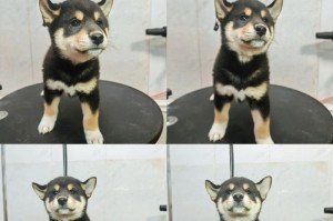 幼犬驱虫与疫苗接种的关联（了解幼犬健康保护的第一步）