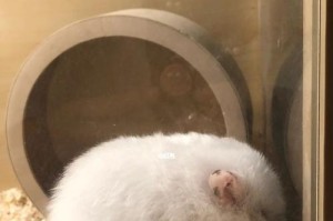 探索仓鼠皮肤病的病因与治疗方法（仓鼠皮肤病的常见症状及预防措施）