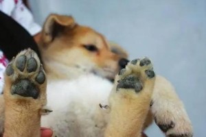 狗脚烂了的疾病解析（狗脚烂了是什么病？预防和治疗方法大全）