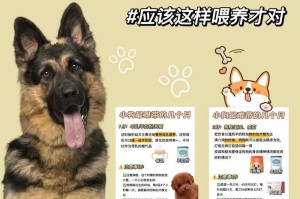 一个月狗狗的科学喂养指南（关注狗狗健康成就美好未来）