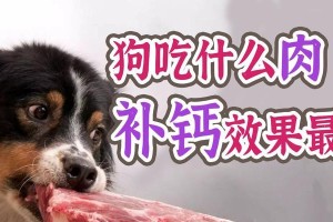 如何给刚满月的狗提供适当的饮食