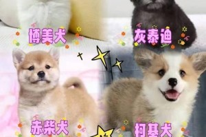 养阿拉斯加的好处及（拥有宠物阿拉斯加的喜悦与收获）
