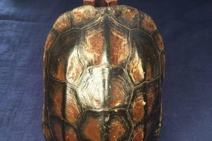 世界上哪种乌龟壳最硬？（探索乌龟壳硬度的奥秘及其适应环境的重要性）