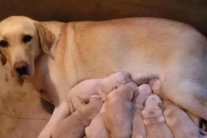 母狗怀孕周期及相关知识（了解母狗的繁殖周期和生育时间，为健康繁殖提供指导）