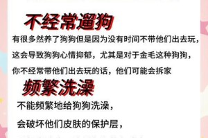 金毛的毛长出时间及护理要点（探讨金毛犬毛长出周期和正确护理方法）