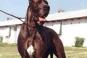 秦皇岛的犬类盛况（揭秘秦皇岛犬类之最）