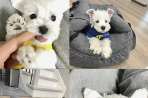 雪纳瑞犬的饲养指南（培养幸福雪纳瑞）