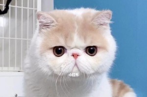异国短毛猫的迷人之色（探寻异国短毛猫的多彩外貌魅力）