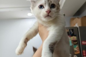 美国卷耳猫价格及购买指南（了解美国卷耳猫的价格范围以及如何购买它们）