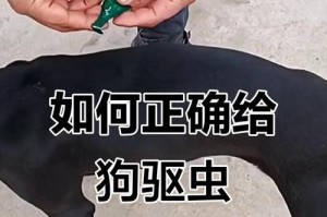 小狗出生多久需要体外驱虫？（宠物犬体外驱虫的时机和重要性）