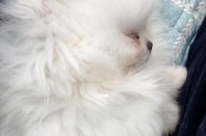 三个月大的博美宝宝成长日记（可爱活泼的小博美令人心动不已）