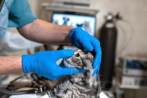 宠物猫后多久能吃饭？（恢复过程及注意事项）