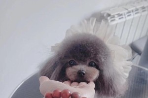 纯种泰迪的价格是多少？（了解泰迪犬的价格范围及市场因素）