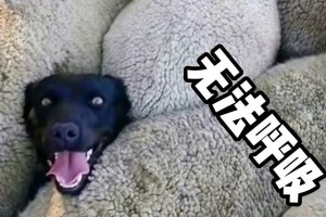 狗的窒息死亡时间与关键因素（揭秘狗儿的呼吸生死时刻，）