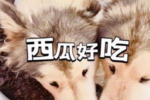 夏天适合狗吃什么？（为你的狗狗选择夏季最佳饮食）
