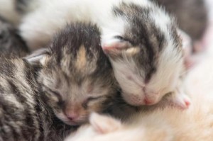 猫咪发情周期与繁殖行为的研究（揭开猫咪发情的神秘面纱，探寻它们的繁衍奥秘）