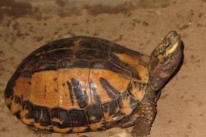 国家级保护动物中的19种龟属分类及保护状况（探索中国国家保护龟品种的多样性和保护现状）