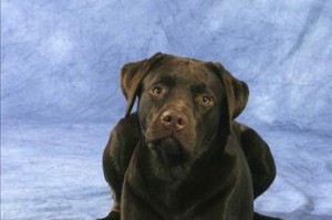 探索以中大型犬为主题的各类品种（品种多样、性格迥异，了解中大型犬的魅力）