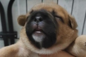 狗的哺乳期长短及其影响（探究狗挤出奶多久后能下小狗的关键）