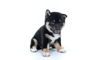 探索日本犬品种的多样性（了解日本犬的各个品种及其特点）