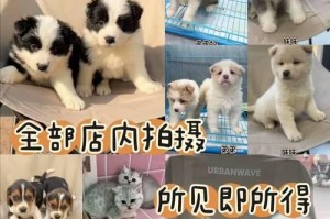 上班族适合养哪种狗狗？（选择适合忙碌生活的宠物伴侣，让工作和养狗两不误）