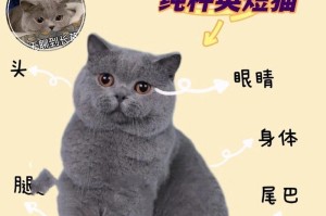 家猫的毛色与健康有关吗？（了解家猫的毛色对它们的健康影响）