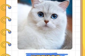 猫咪腹腔积血（积血对猫咪生命的威胁及相关检查方法）