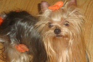 如何选择纯种长毛约克夏犬？（分享纯种约克夏犬特征，帮助你选购理想的长毛约克夏犬宠物！）