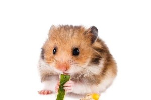 冬天仓鼠的饮食要注意什么？（关爱宠物仓鼠，让它们吃得健康快乐！）