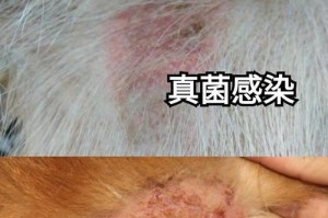 养狗必看（宠物狗常见疾病防控，你能避免花冤枉钱吗？）