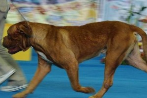 比特犬价格行情及选购方法（了解比特犬市场价格走势及如何选购您的理想宠物）