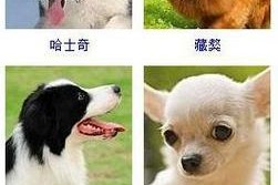 宠物狗名字大全——为你的狗狗取一个特别的名字（用心为宠物狗取名，给它一个与众不同的标志）