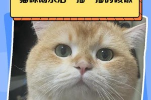 猫咳嗽的持续时间及原因分析（揭秘猫咳嗽的病因与疗程，帮您解决猫咳嗽的困扰）