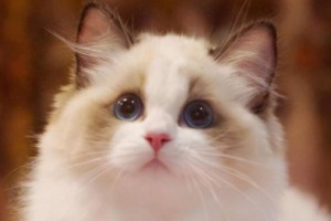为什么养不起布偶？（布偶养不起的原因及解决办法）