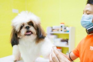 狗狗喝水的重要性及每日合理水量（保护肾脏健康，正确补充水分）