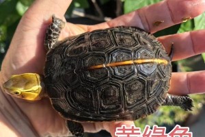 黄缘龟价格及公母品种辨别（了解黄缘龟的价格和辨别公母及品种的方法）