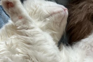 猫为什么喜欢压人睡觉？（探索猫咪喜欢压人睡觉的原因和意义）