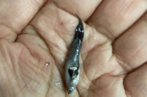 孔雀鱼（以废旧物为食，孔雀鱼开启环境净化之路）