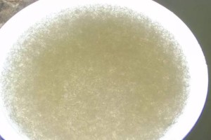 鱼体上气泡（一起了解鱼身上挂气泡的病因、症状和治疗方法吧！）