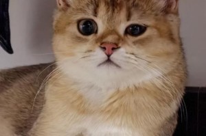 神奇的猫——变色猫的奇妙之旅（探索猫的颜色变化秘密，揭开变色猫背后的迷幻世界）