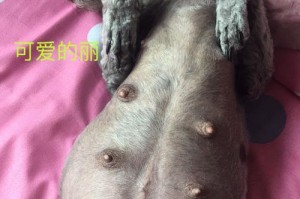 狗狗奶水干涸的原因及应对方法（关注宠物狗狗奶水干涸的养育技巧）