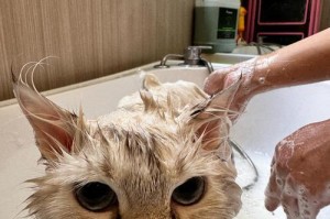 猫咪洗澡的频率与注意事项（猫咪洗澡的最佳频率和正确方式，让你的猫咪保持健康）