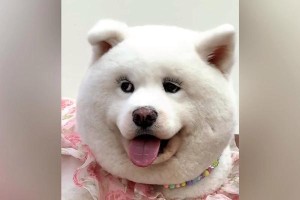 睫毛如画，看这些长睫毛的狗狗（揭秘长睫毛狗狗的魅力与品种）