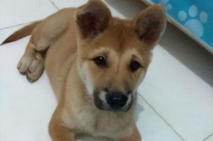 狗狗离世前为何会离家出走？（探讨狗狗离世前的行为和担忧，解开谜团）