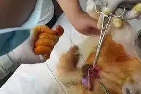 狗配种避孕药的选择和注意事项（狗配种避孕药的种类与使用方法及注意事项）