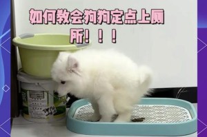 如何训练狗狗自己上厕所（从零开始，让你的狗狗告别随地尿尿的困扰）