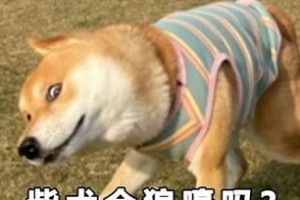 柴犬为什么不走了？（探秘柴犬行为背后的原因）